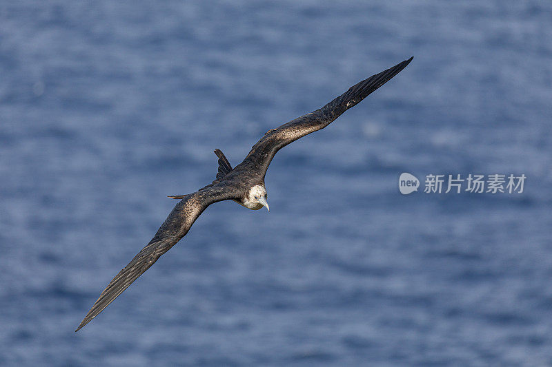 华丽的军舰鸟，Fregata magnificens，飞过加勒比海。